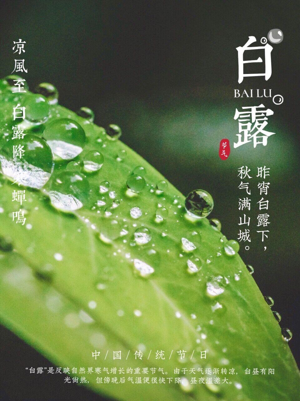 秋意渐浓时晶莹露珠的绽放——白露时节