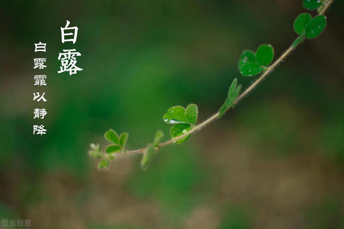 白露时节，秋意浓，露凝珠华