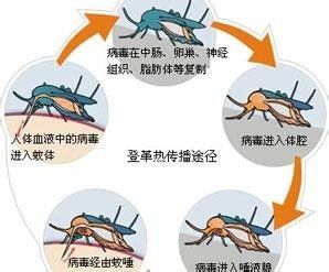 登革热的深度解析与防治策略