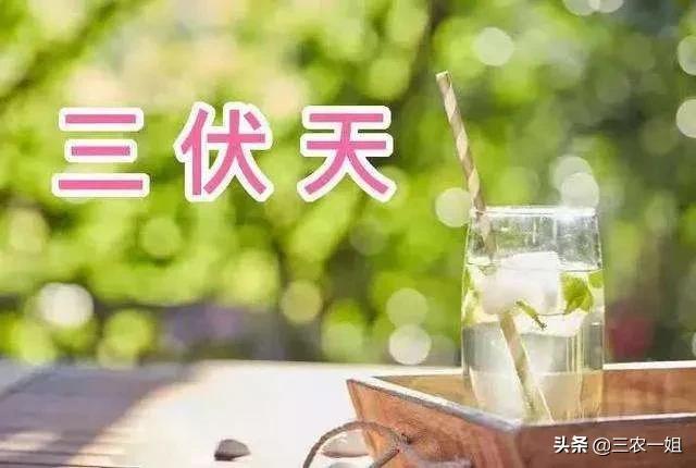 三伏天炙热下的挑战与应对