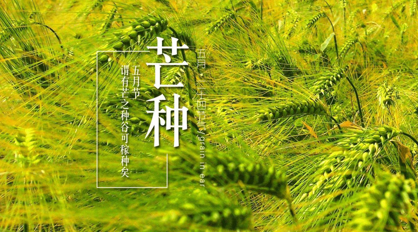 芒种时节，农事繁忙与生命繁盛的交响曲