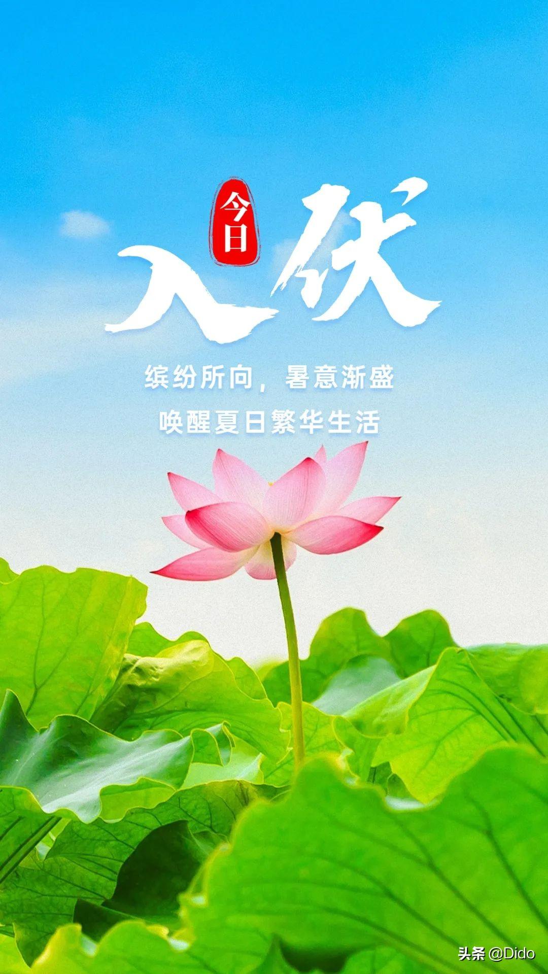 三伏天的魅力与挑战探索